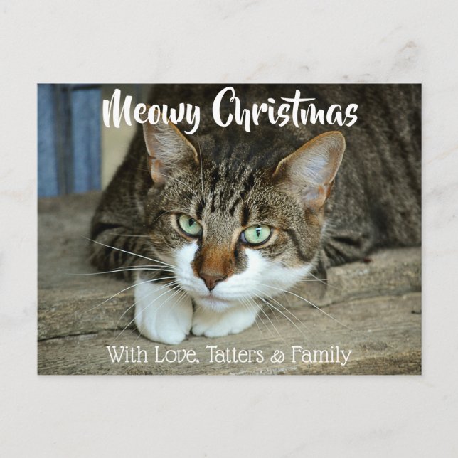 Meowy Christmas Your Cat's Holiday Greetings Postcard (Front)