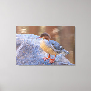 Merganser canvas print