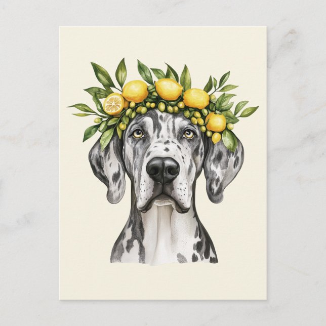 Merle Great Dane Dog Lemon Crown Postcard (Front)