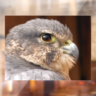 MERLIN FALCON BIRD OF PREY