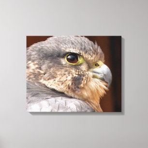 MERLIN FALCON BIRD OF PREY CANVAS PRINT