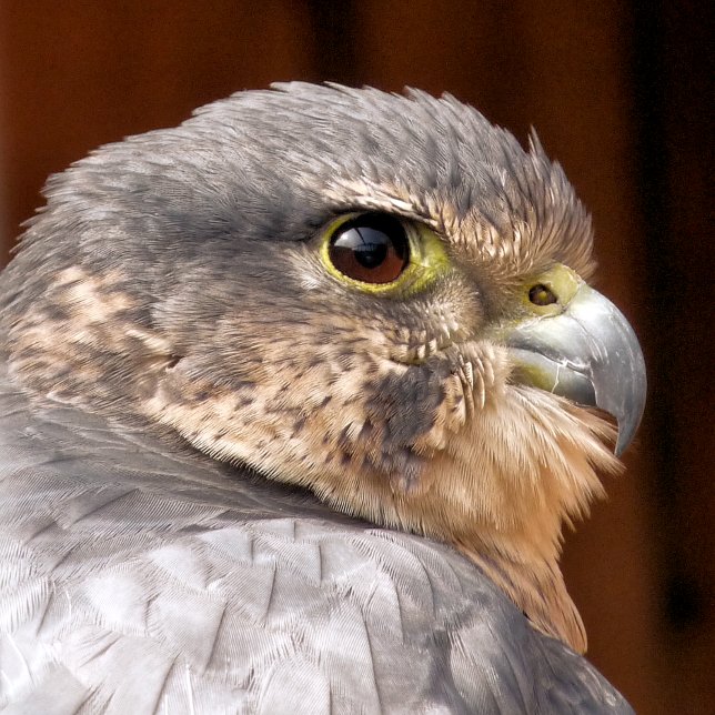 MERLIN FALCON BIRD OF PREY LABEL (Creator Uploaded)