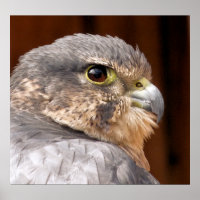 MERLIN FALCON BIRD OF PREY