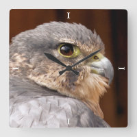 MERLIN FALCON BIRD OF PREY
