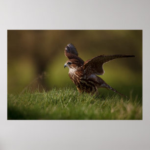 Merlin Falcon taking flight Poster