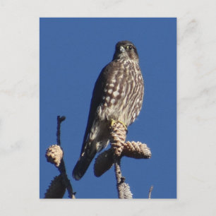 Merlin postcard