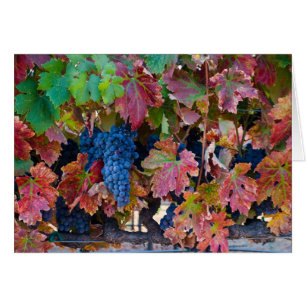 Merlot Grapes