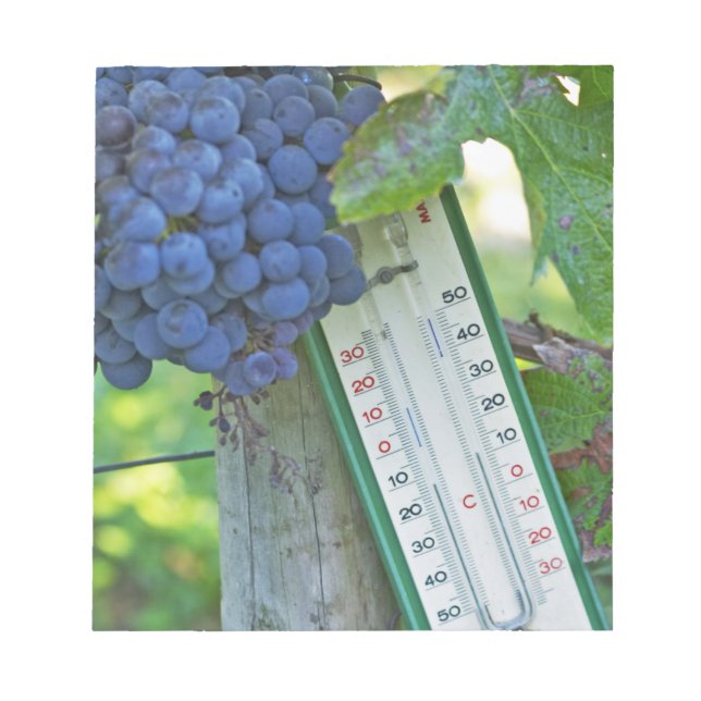 Merlot grapes at Chateau la Grave Figeac, a Notepad (Front)