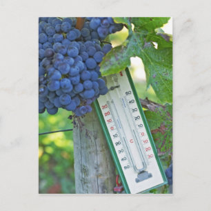 Merlot grapes at Chateau la Grave Figeac, a Postcard