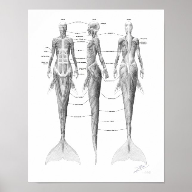 Mermaid Musculature Poster (Front)