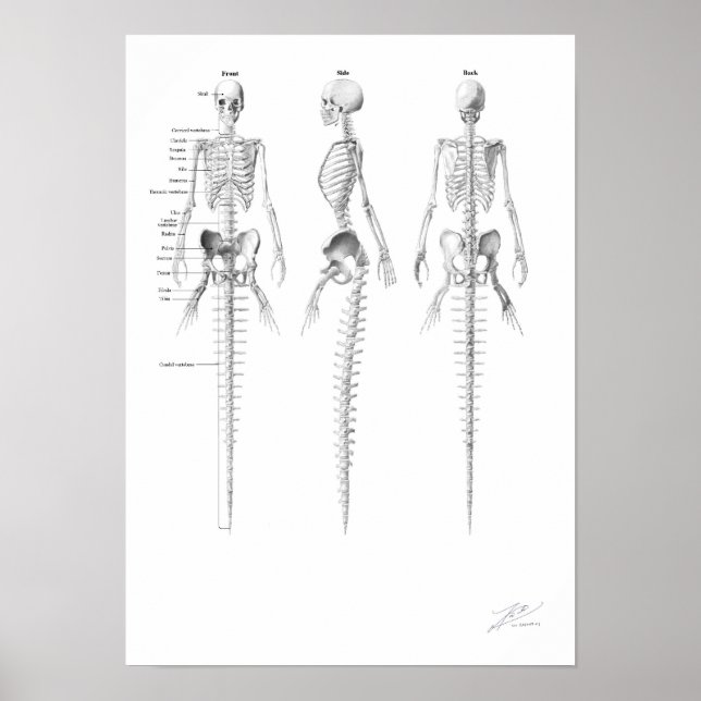 Mermaid Skeleton Poster (Front)