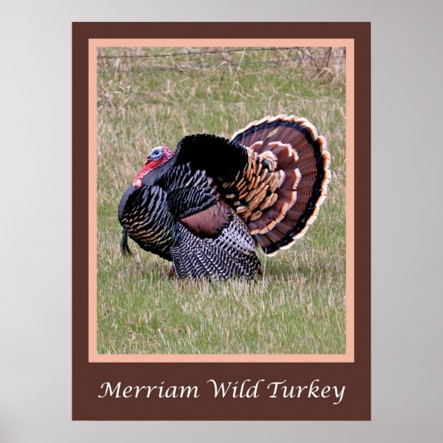 Merriam Wild Turkey Poster (Front)