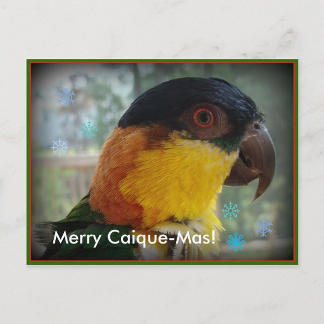 Merry Caique-Mas! Postcard (Front)
