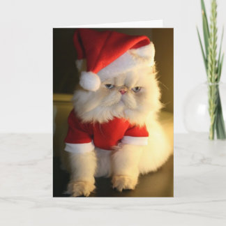 Merry CatMas Holiday Card