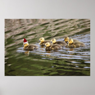 Merry Christmas Baby Geese Poster