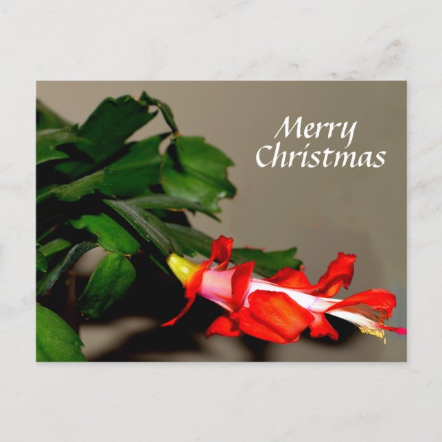 Merry Christmas Cactus Holiday Postcard (Front)
