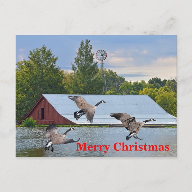 Merry Christmas Canada Geese Landing On The Pond Holiday Postcard (Front)