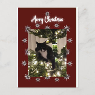 Merry Christmas card with Tuxedo cat on my tree.