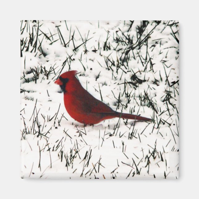 Merry Christmas Cardinal Magnet (Front)
