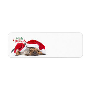 Merry Christmas cat and dog