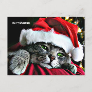 Merry Christmas Cat Holiday Postcard