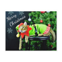 Merry Christmas Cat Postcard