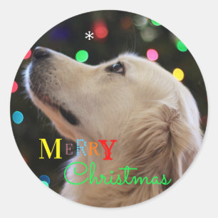 "Merry Christmas" Dog Staring at Snowflake Classic Round Sticker