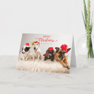 Merry Christmas Dogs in Santa Hats  Card