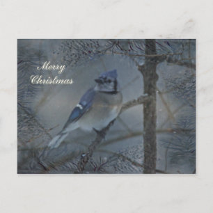 Merry Christmas - Eastern Blue Jay Holiday Postcard