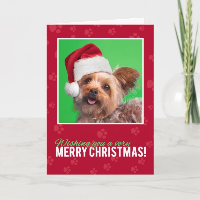 Merry Christmas for Anyone Cute Yorkie Holiday Card (Front)