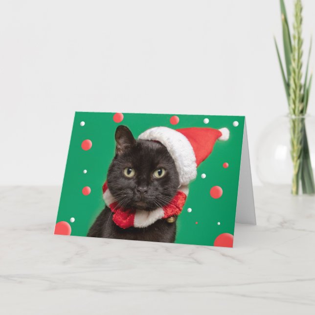 Merry Christmas For Anyone Funny Cat in Santa Hat  Holiday Card (Front)