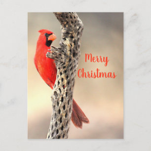 Merry Christmas from a  Northern Cardina Holiday Postcard