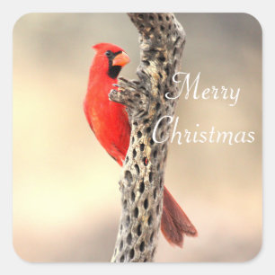 Merry Christmas from a  Northern Cardinal Square Sticker