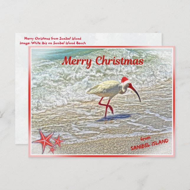 Merry Christmas from Sanibel Island FL White Ibis  Holiday Postcard (Front/Back)