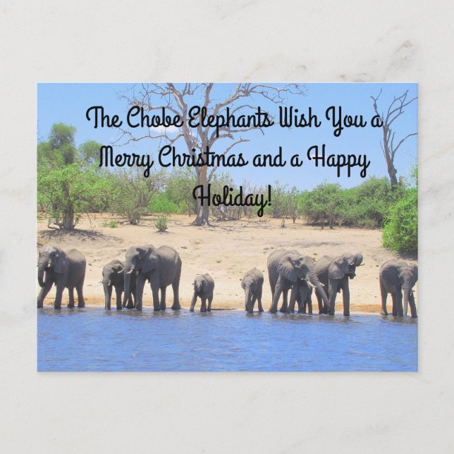 Merry Christmas from the Chobe Elephants Postcard (Front)