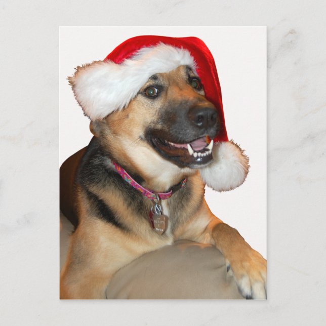 Merry Christmas German Shepherd Holiday Postcard (Front)