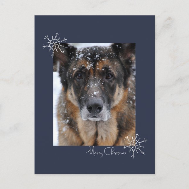 Merry Christmas German Shepherd in Snow Postcard (Front)