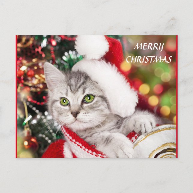 Merry Christmas Kitten Postcard (Front)