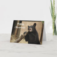 Merry Christmas - Lanikai