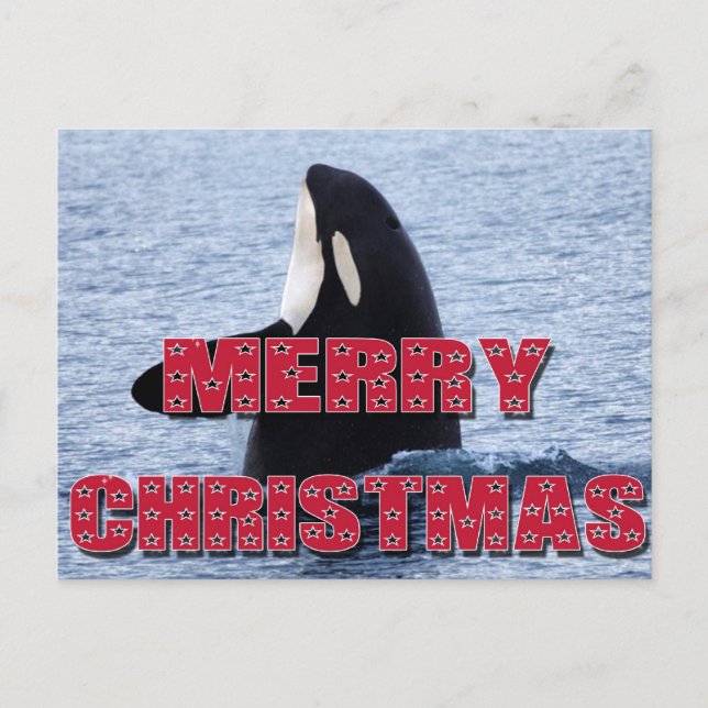 Merry Christmas Orca Whale Spy Hop Holiday Gifts Postcard (Front)
