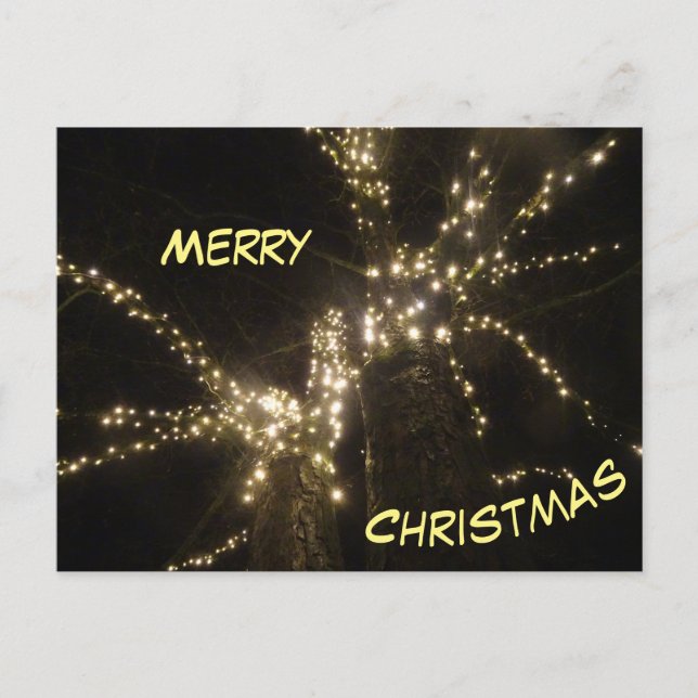 Merry Christmas Outdoor Tree Lights Postcard (Front)