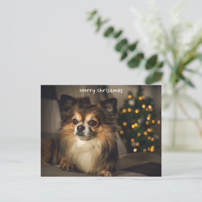 Merry Christmas Pet/Dog Chihuahua Holiday Postcard (Standing Front)