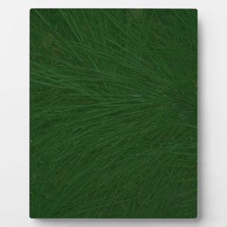 Merry Christmas Pine Tree Close Up Plaque