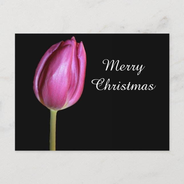 Merry Christmas Pink Tulip Flower Photo Floral Holiday Postcard (Front)