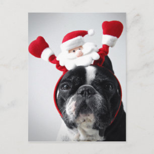 Merry Christmas portrait offrench bulldog Holiday Postcard