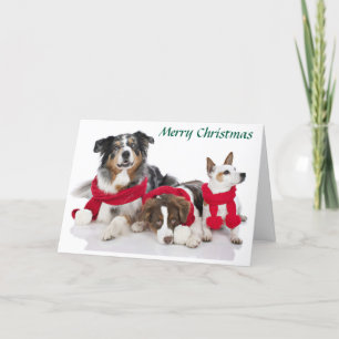 Merry Christmas Pups Holiday Card