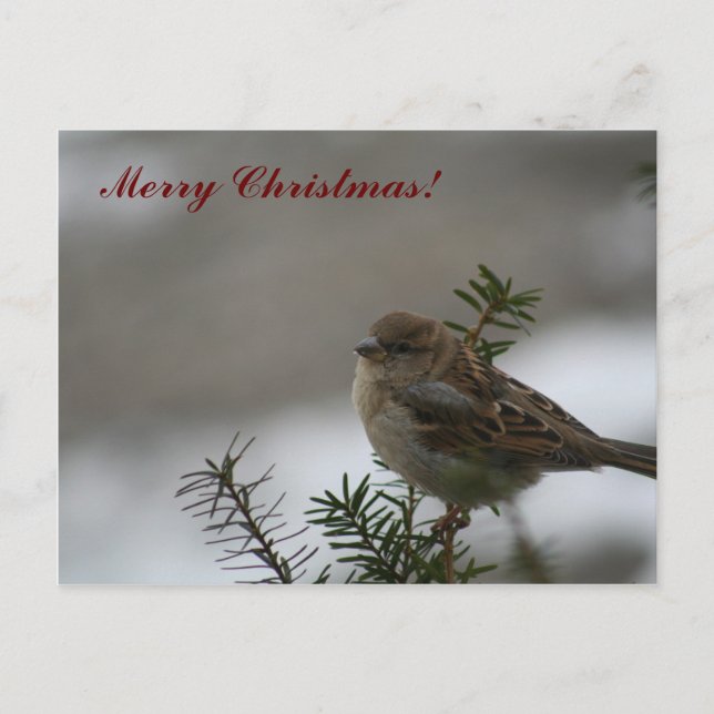 Merry Christmas Sparrow! Holiday Postcard (Front)