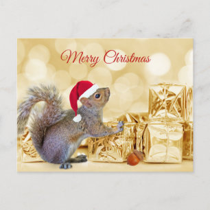 Merry Christmas Squirrel in Santa Hat & Gifts  Holiday Postcard