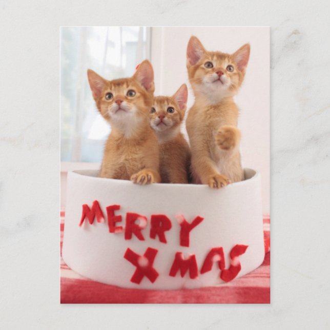 Merry Xmas Kitties Holiday Postcard (Front)