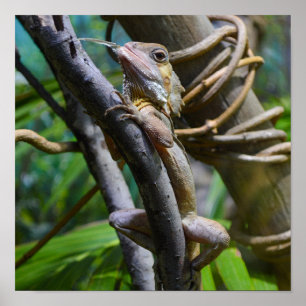 Merten's Water Monitor Poster